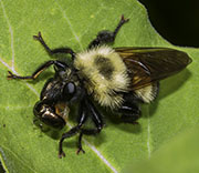 Flying Insects